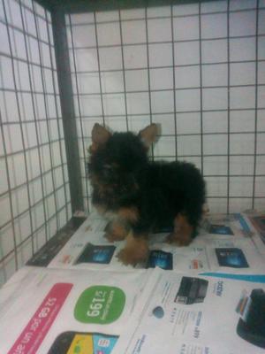 yorkshire terrier toy hembra hermosa con vacunas