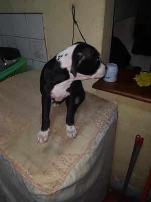 Cachorra Black Nose