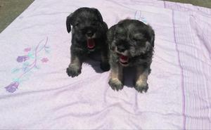 Cachorros Schnauzer