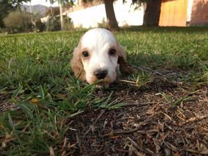 Cocker Macho en Venta con Papas Presente