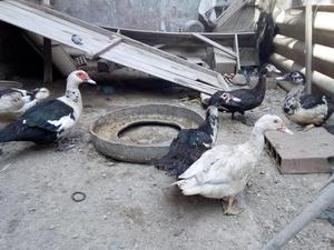 Ocasión Vendo Patos