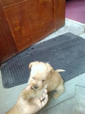 Perritos Shitzu