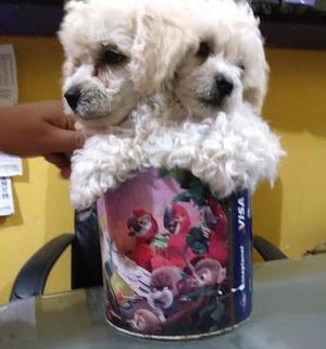 ❤ Poodle Toy ❤ Lindos