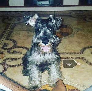 Schnauzer