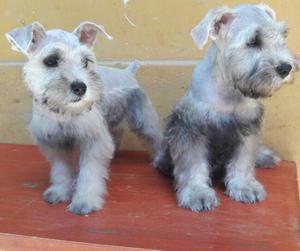 Schnauzer