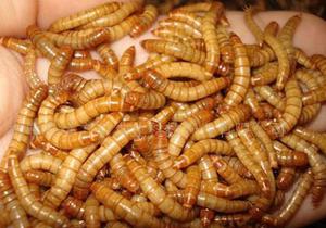 Tenebrio molitor larvas alimento para erizo reptiles aves