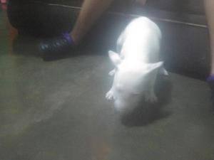 Vendo Bull Terrier Raza Pura Fast!