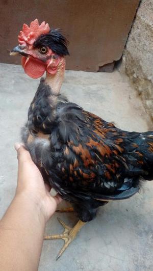 Vendo Gallo