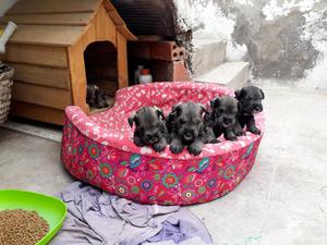 Venta de Cachorros Schnauzer