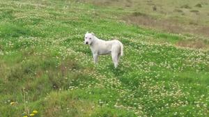 en Adopcion Dogo Argentino