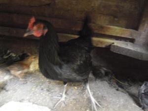 gallina con 7 pollitos