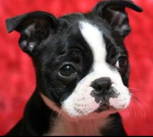 Boston Terrier.