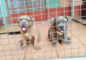 Cachorros American Bully en Venta