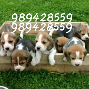 Cachorros Beagle