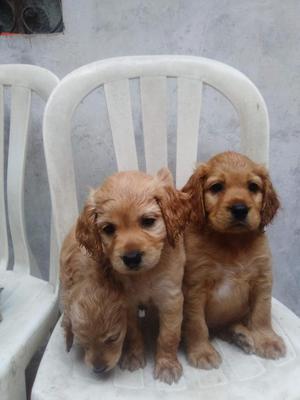 Cachorros Cocker Spaniel