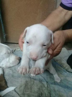 Cachorros Pitbulls