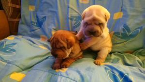 Cachorros Sharpei