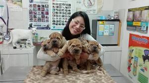 Cachorros Sharpei