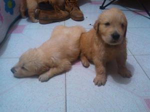 GOLDEN RETRIVER HERMOSOS CACHORROS CACHORROS