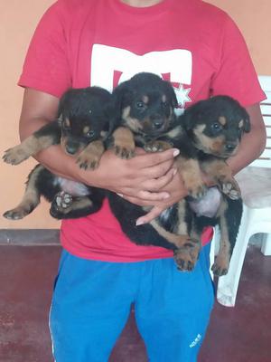 LINDOS CACHORRITOS