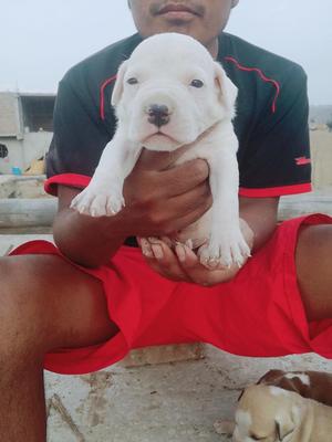 Pitbull Macho