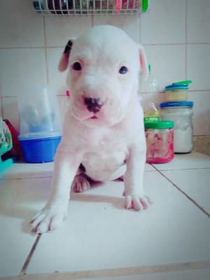 Pitbull Terrier