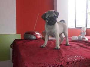 Pug Hembrita Ultima 