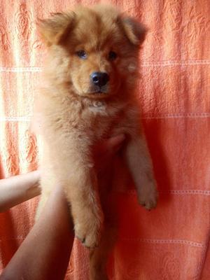 Se Vende Cachorro Chow Chow