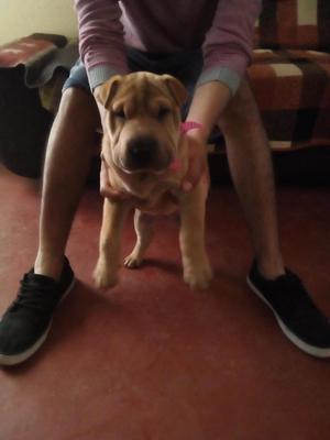 Se vende sharpei