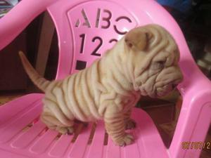 Sharpei