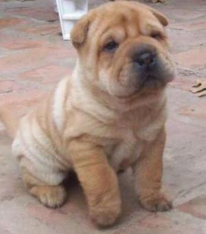 Sharpei