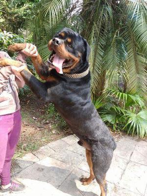 VENDO MIS CACHORROS ROTTWEILER PAPAS PRESENTES PRECIO