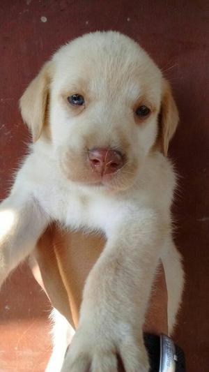 Vendo Cachorros Labradores