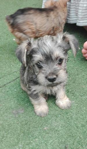 Vendo Cachorros Raza Silky Terrier