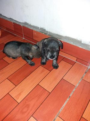 Venta de Cachorros Schnauzer Al