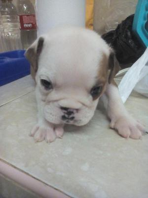 hermoso bulldog ingles