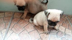 Adorables Cachorros Pug Machos S/850