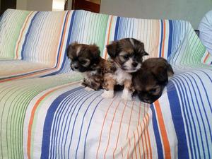 CACHORROS SHITZU/CEL: