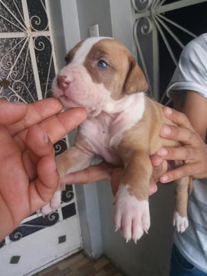 Cachorra 1 Mes Pitbull Red Nouse