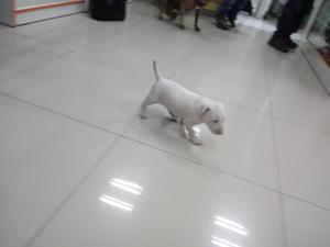 Cachorro Bull terrier