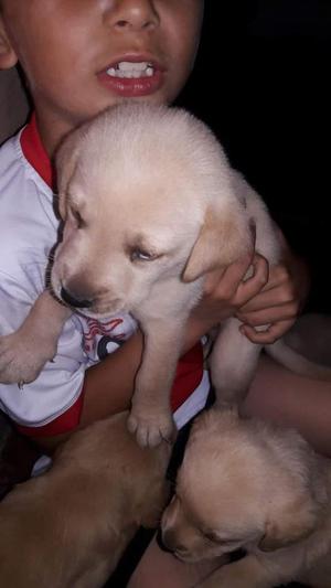 Cachorro labrador retriver