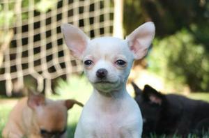 Cachorros Chihuahua toys