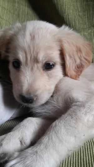 Cachorros Golden Retrievers