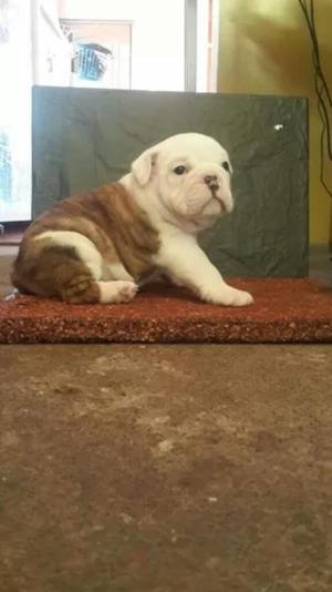 Camada de Bulldog Inglés