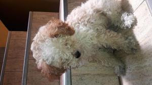 Estoy vendiendo un cachorro poodle miny toy