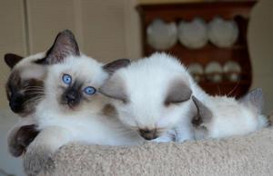 GATO SIAMES VENTA
