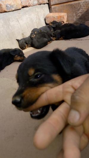 Rottweiler Machos Y Hembras