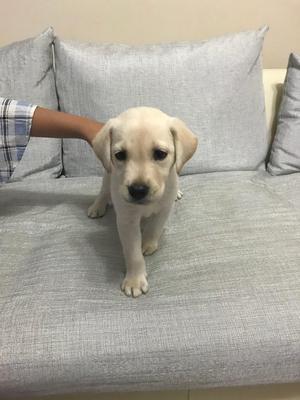 Se Vende Hermoso Cachorro Labrador