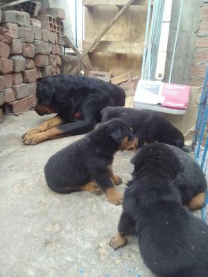 Vendo Cachorros Rottwailer