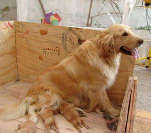 Venta de Cachorros Golden Retrievers